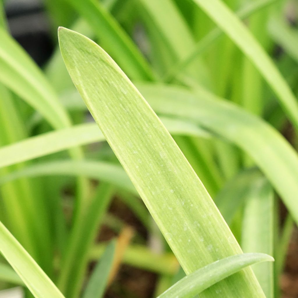 Agapanthus Glacier Stream - Afrikaanse lelie