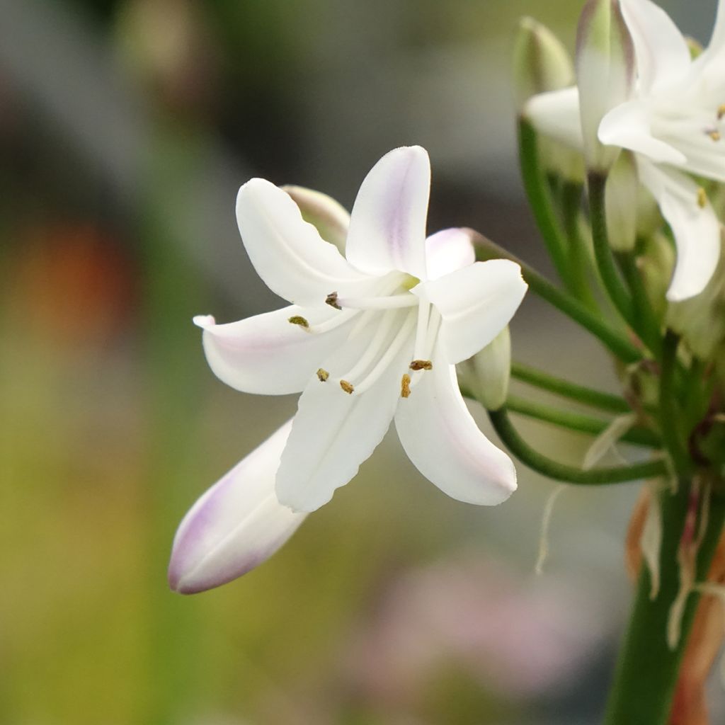 Agapanthus Glacier Stream - Afrikaanse lelie
