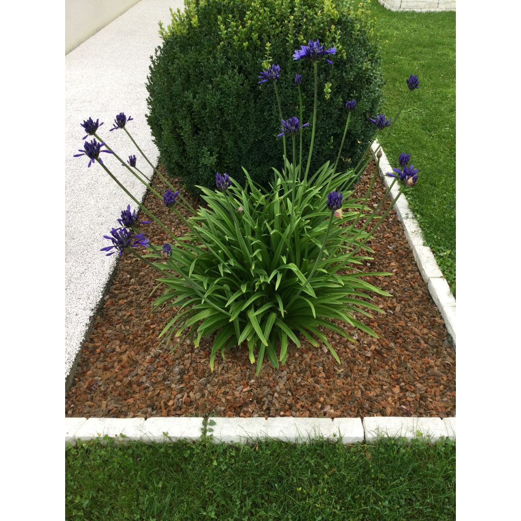 Agapanthus Midnight Blue - Afrikaanse lelie