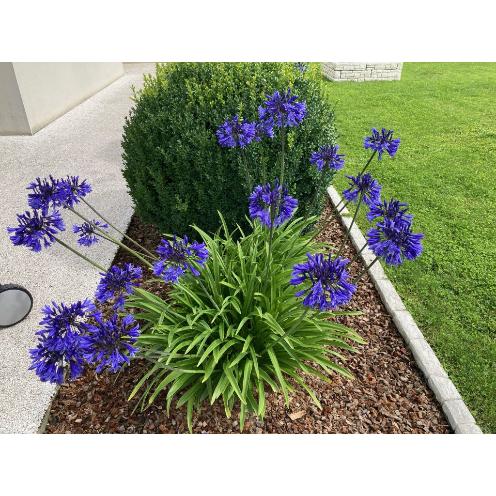 Agapanthus Midnight Blue - Afrikaanse lelie