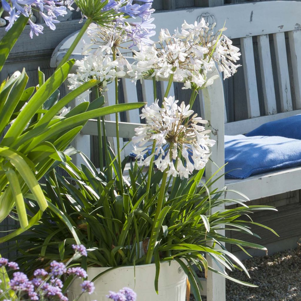 Agapanthus Polar Ice - Afrikaanse lelie
