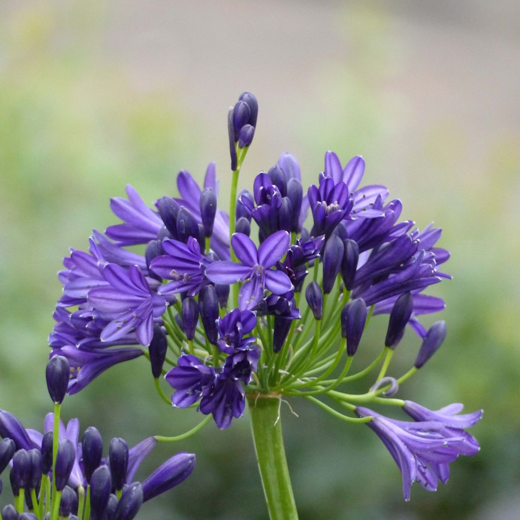 Agapanthus Royal Velvet - Afrikaanse lelie