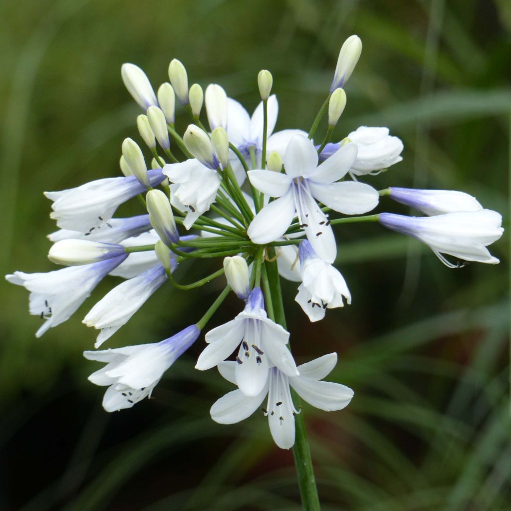 Agapanthus Twister - Afrikaanse lelie