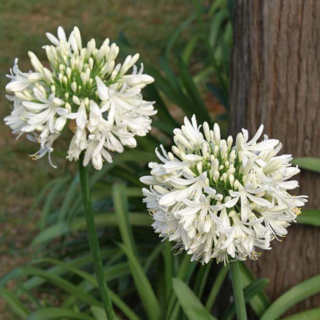 Agapanthus africanus (umbellatus) Albus - Afrikaanse lelie