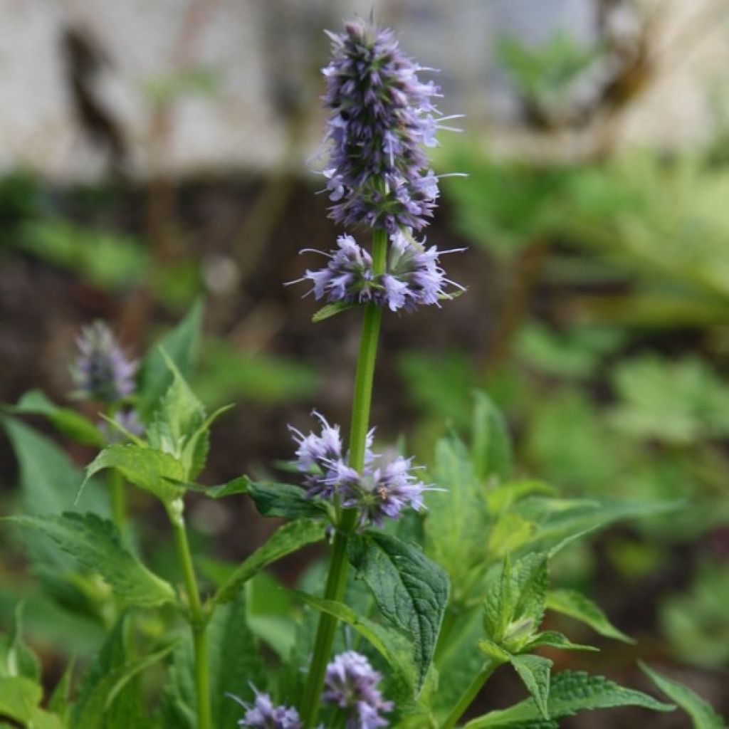 Agastache Blue Fortune - Koreaanse munt
