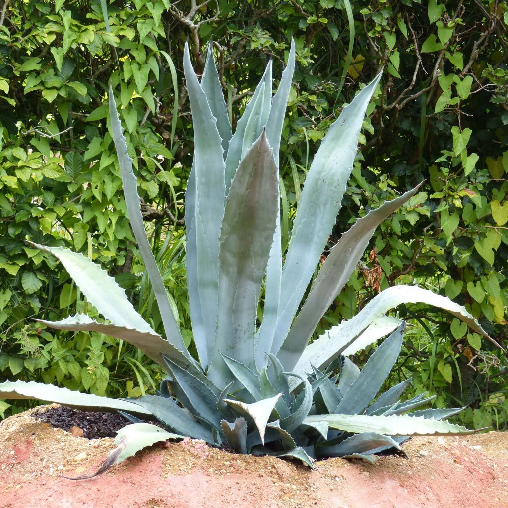 Agave americana - Honderdjarige aloë