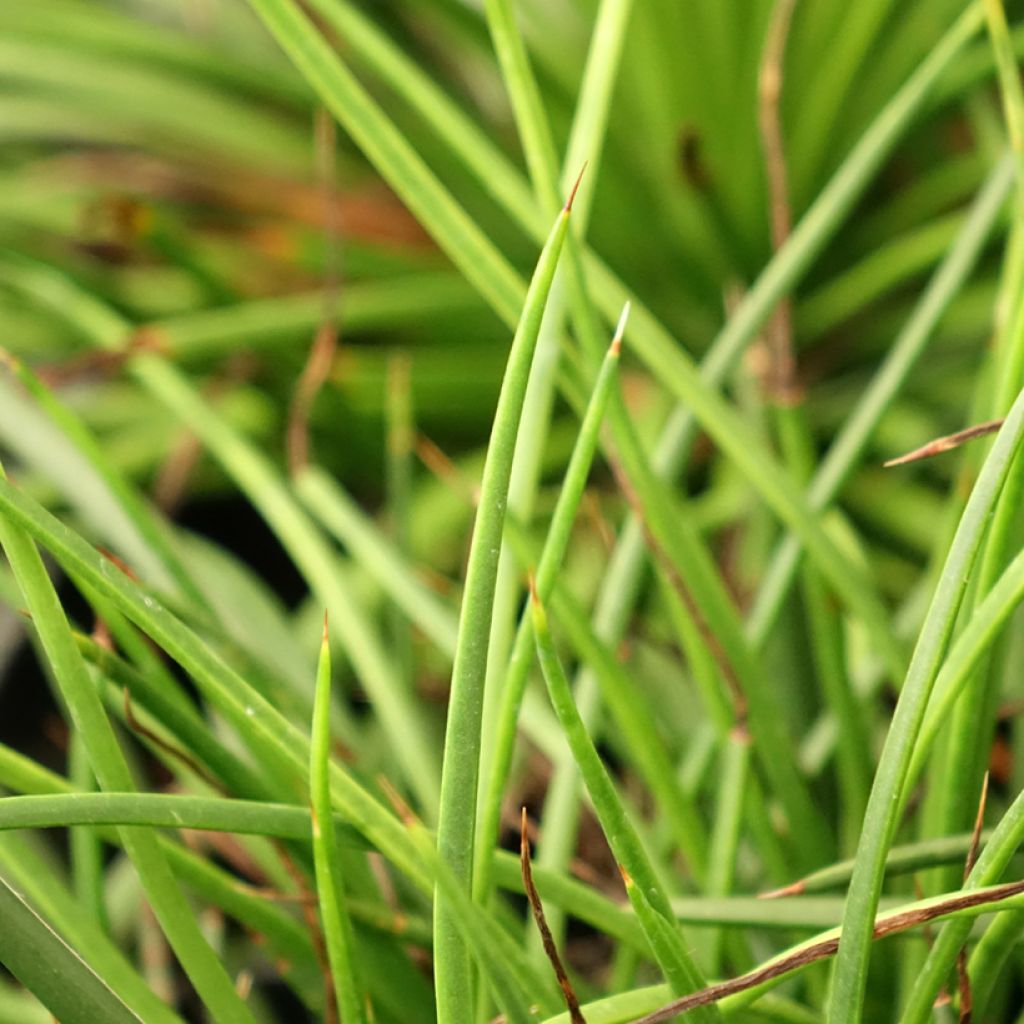 Agave geminiflora - Dubbelbloemige agave
