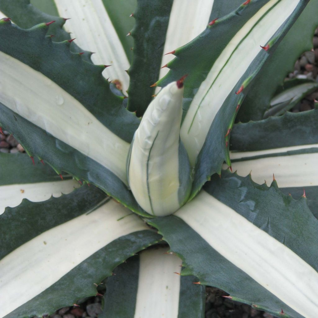 Agave Mediopicta Alba - Honderdjarige aloë