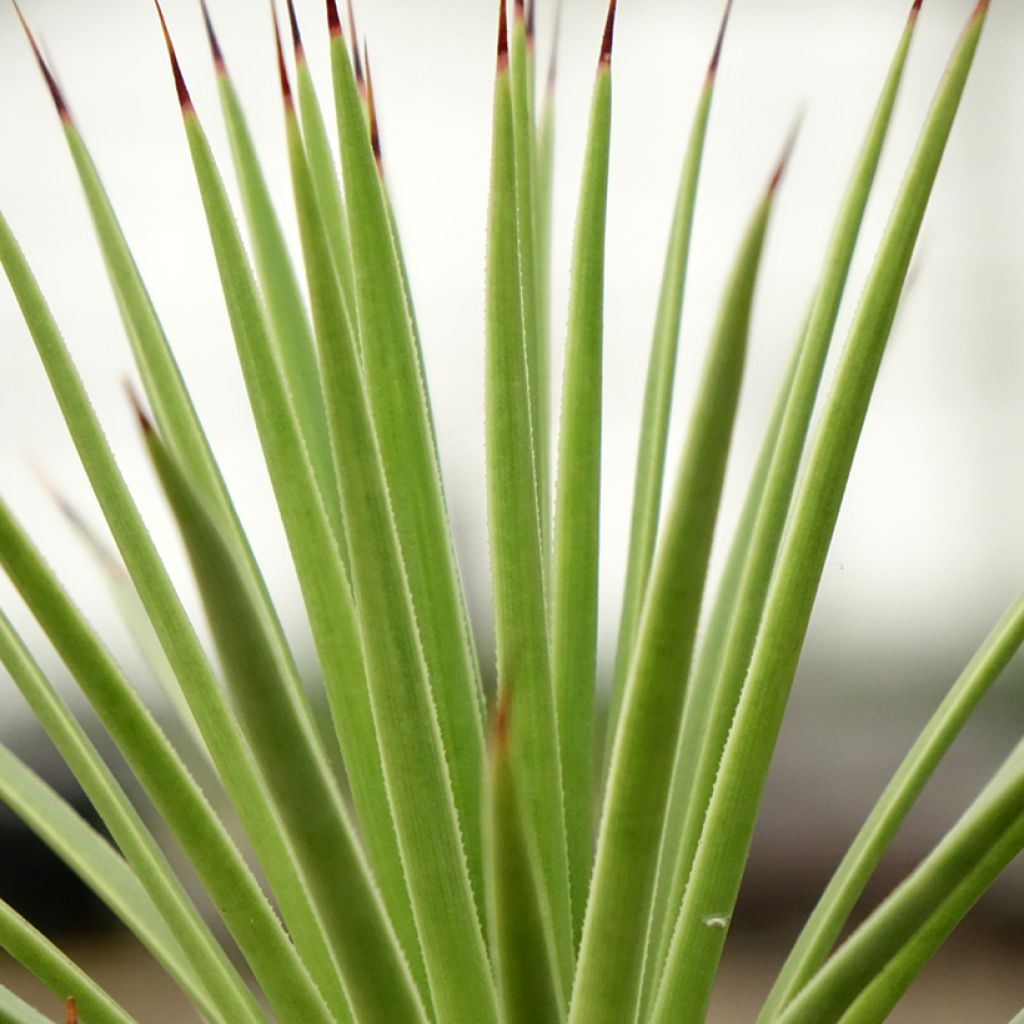 Agave stricta Nana - Egeltjesplant