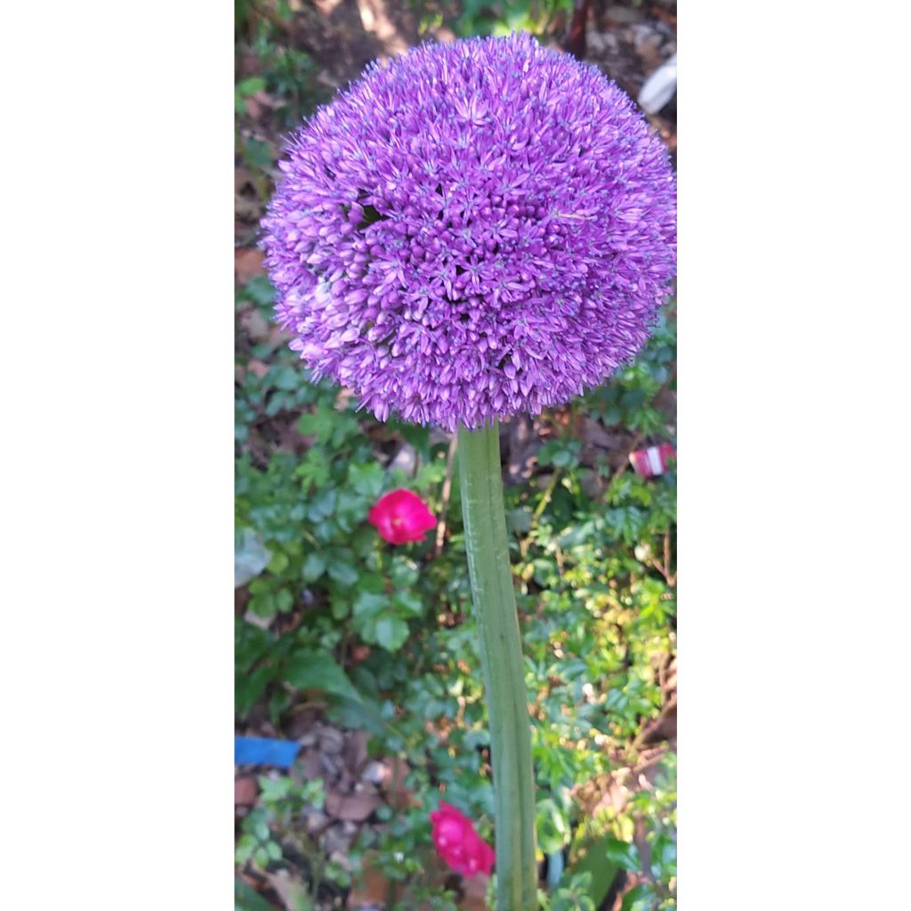 Allium Ambassador - Sierui