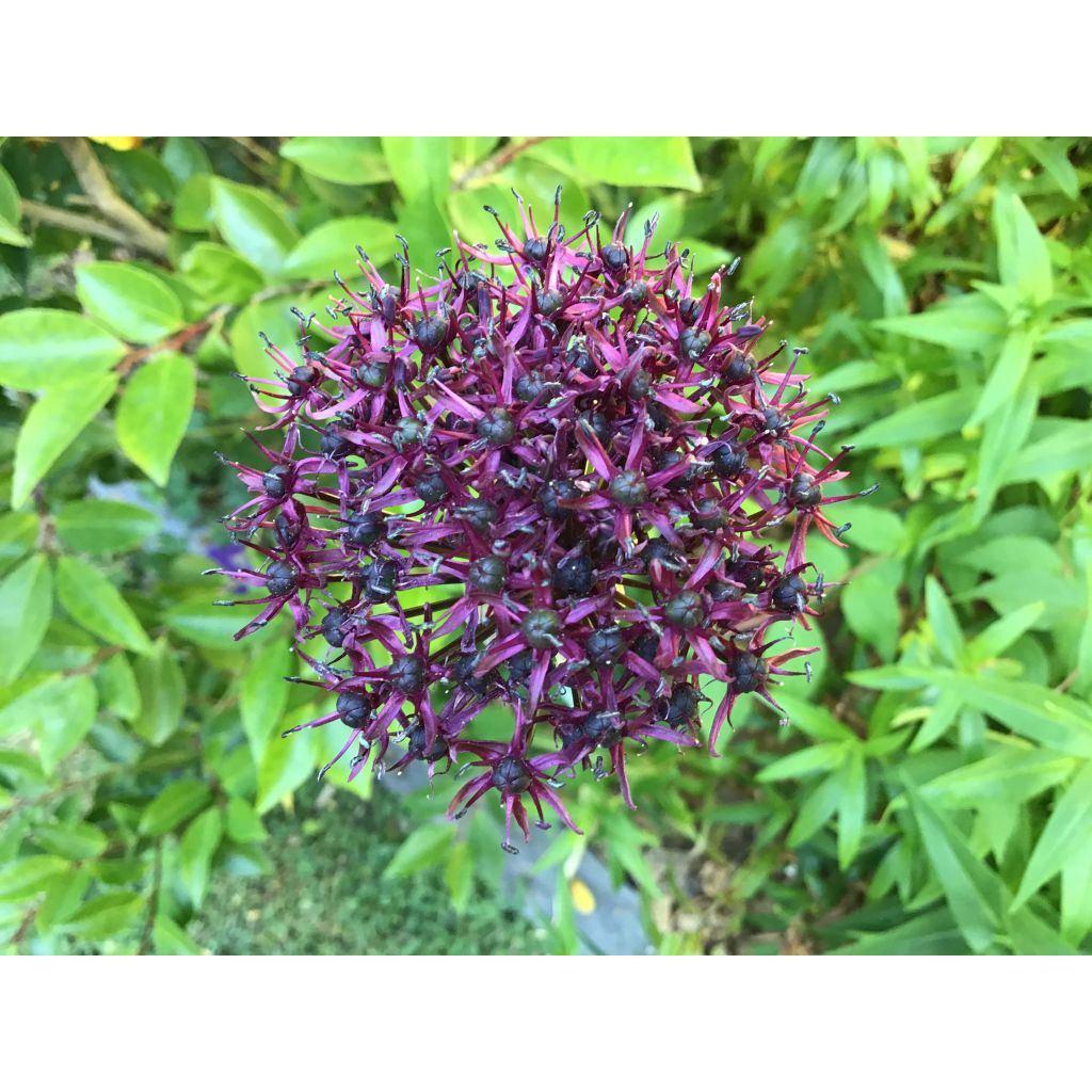 Allium atropurpureum - Sierui