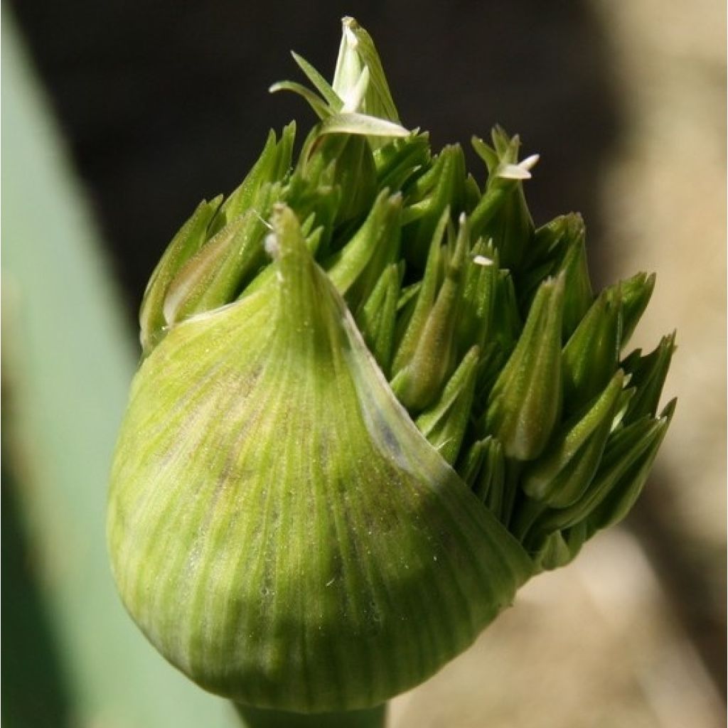 Allium christophii - Sterrenlook