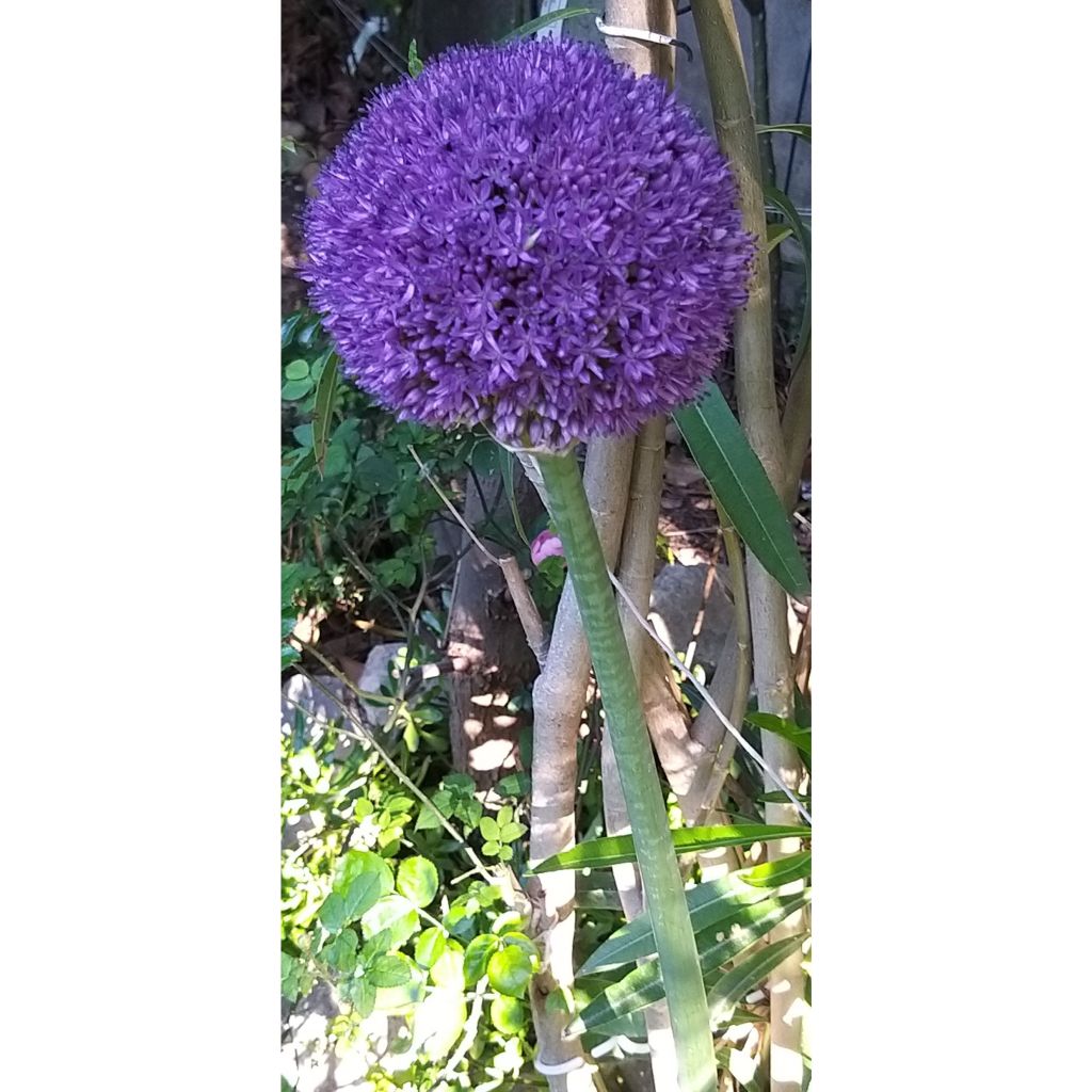 Allium giganteum - Reuzenlook