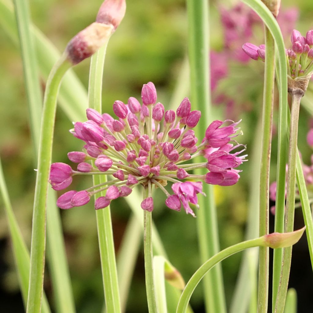 Allium Lavender Bubbles - Sierui