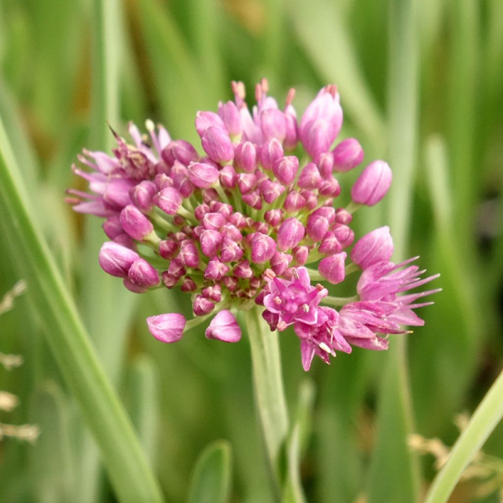 Allium Little Sapphire - Sierui