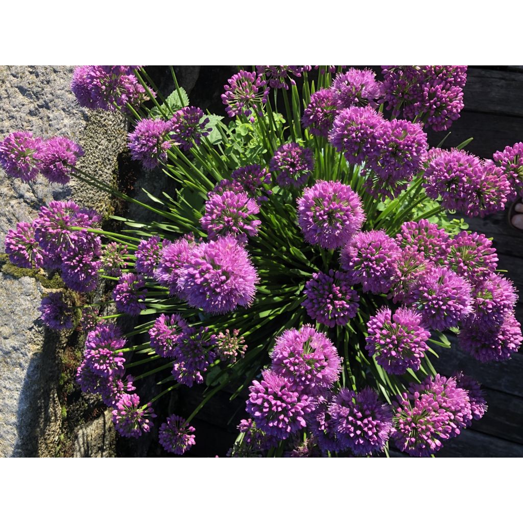 Allium Millenium - Sierui