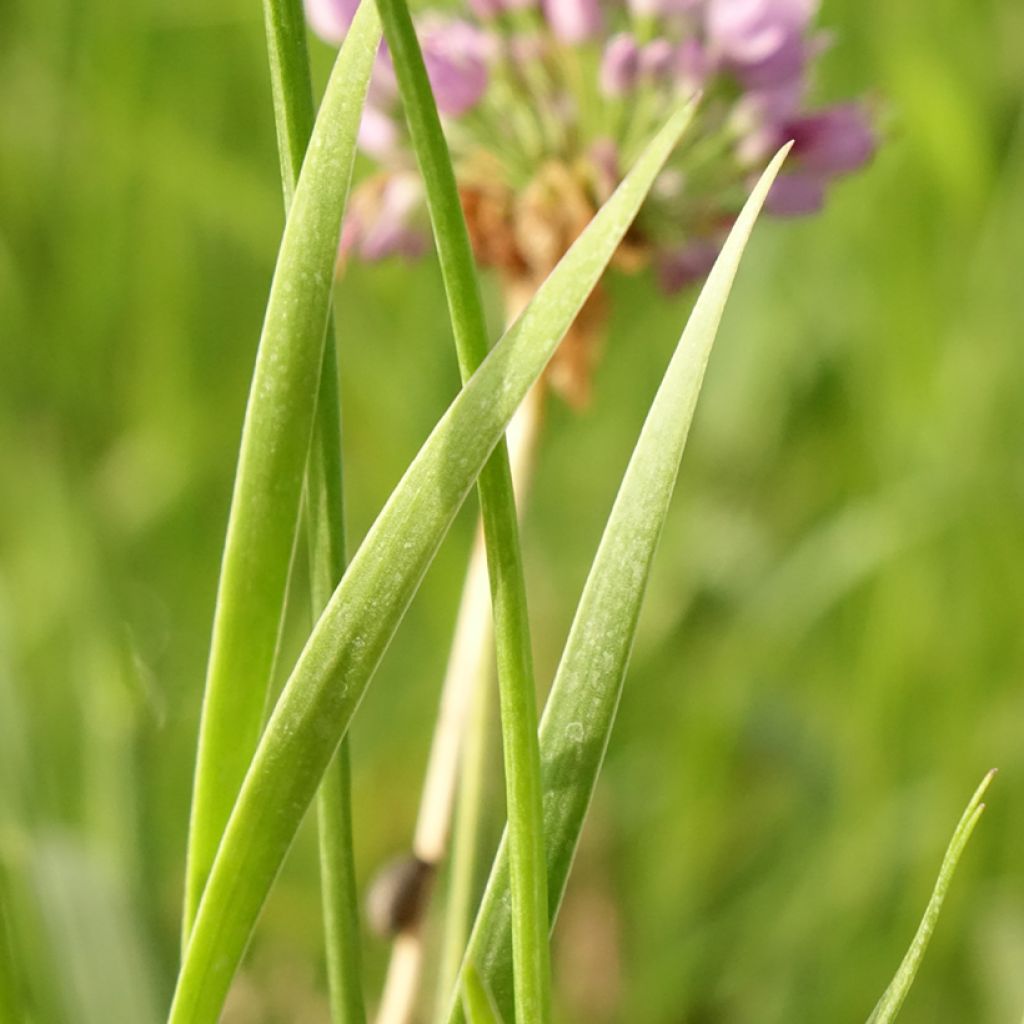 Allium senescens Avatar - Sierui