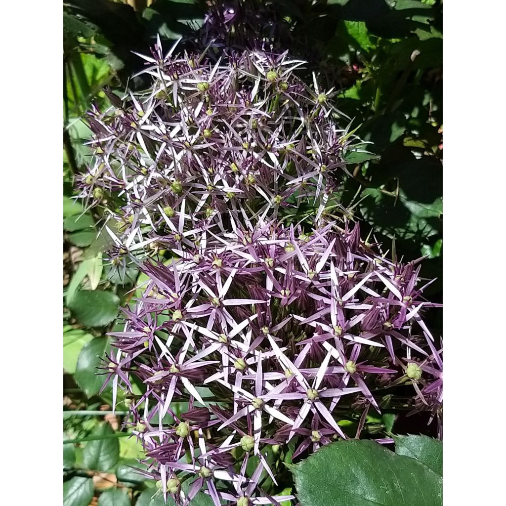 Allium christophii - Sterrenlook