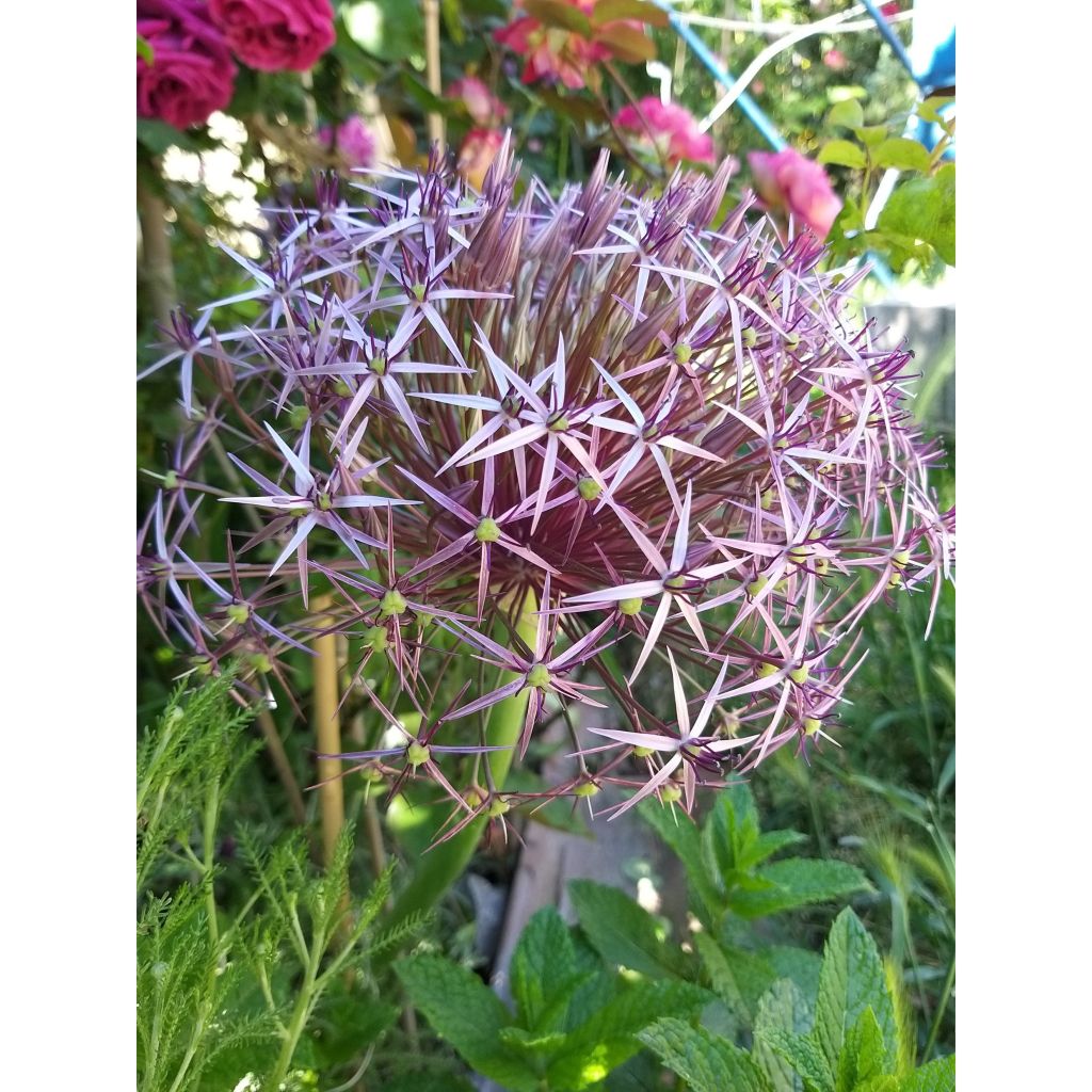 Allium christophii - Sterrenlook