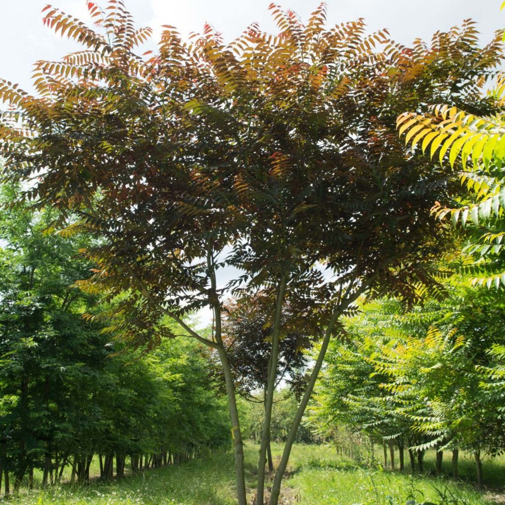 Ailanthus altissima Purple Dragon - Hemelboom
