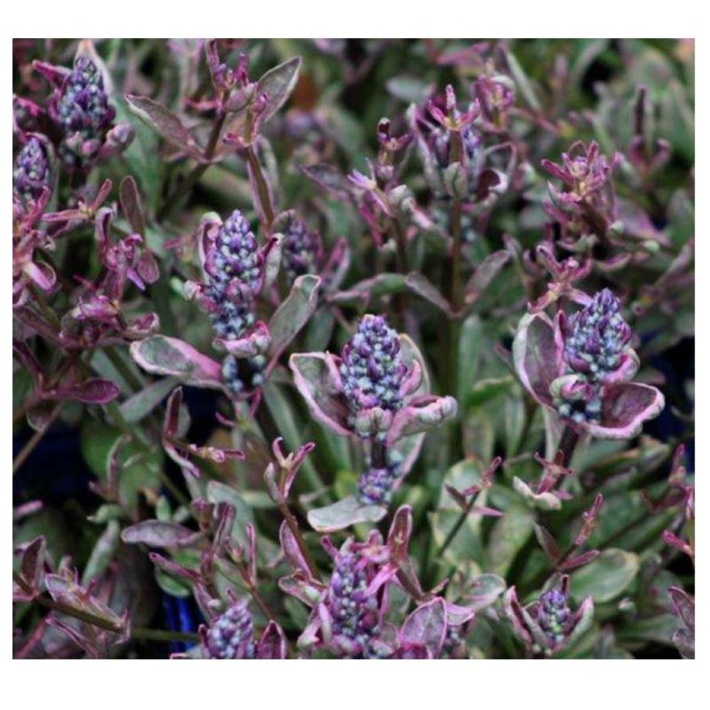 Ajuga reptans Dixie Chip - Kruipend zenegroen