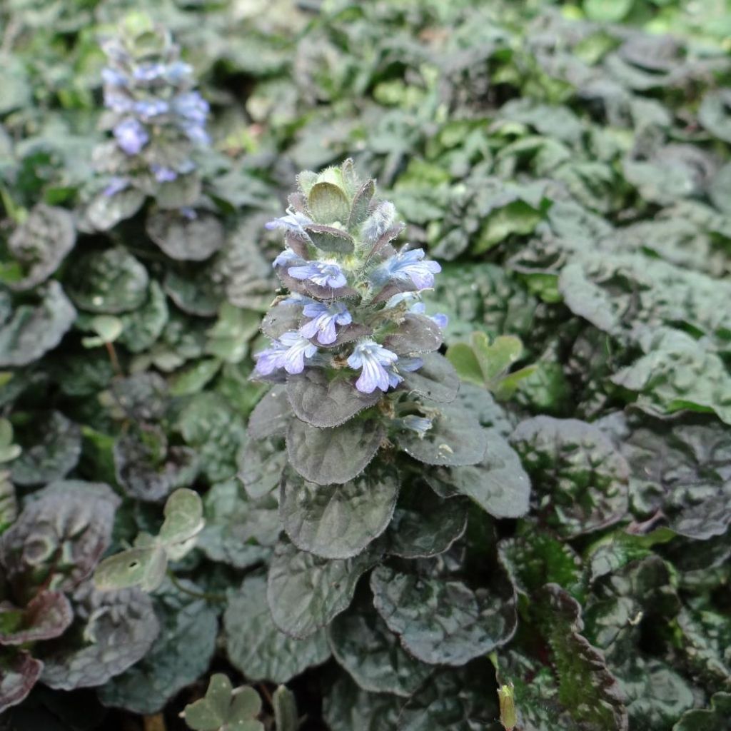 Ajuga pyramidalis Metallica Crispa - Piramidezenegroen