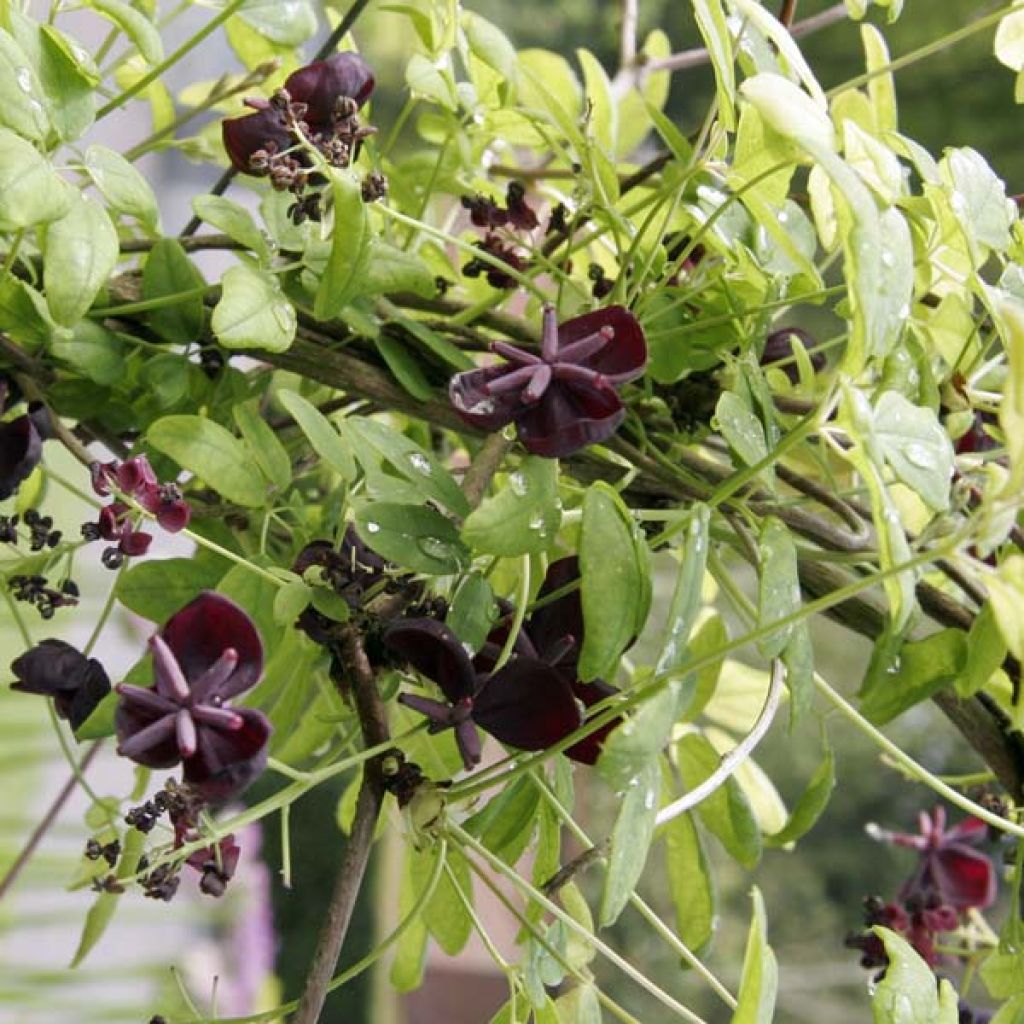 Akebia quinata - Schijnaugurk