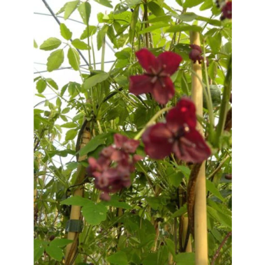 Akebia x pentaphylla - Schijnaugurk