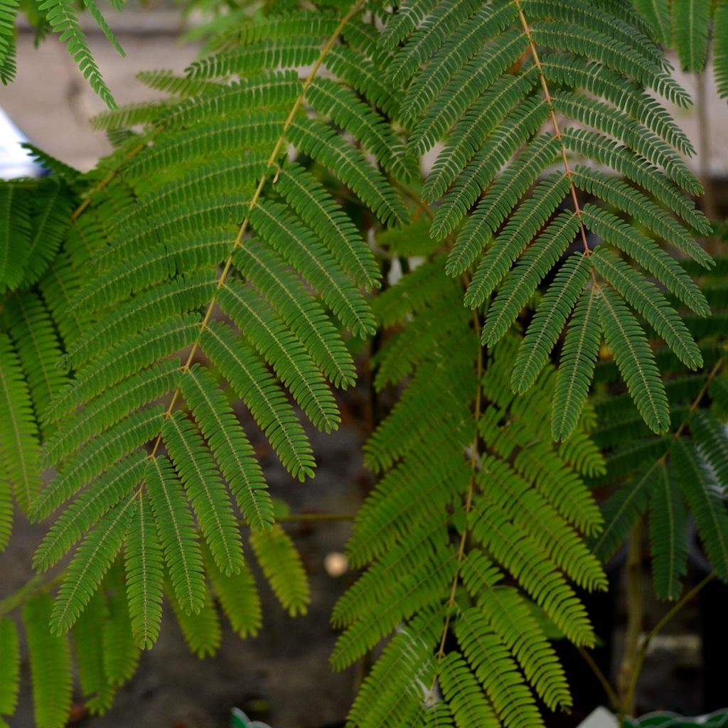 Albizia julibrissin Ombrella - Perzische slaapboom