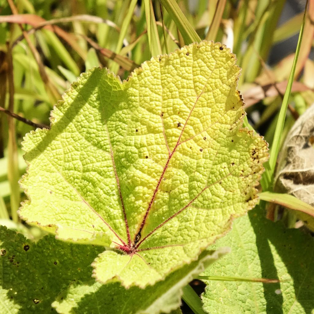 Alcea ficifolia - Vijgbladige stokroos
