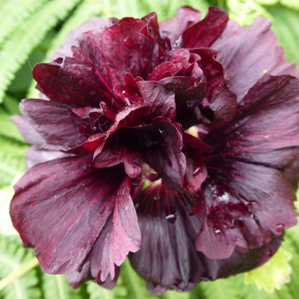 Alcea rosea Chaters Double Purple - Stokroos