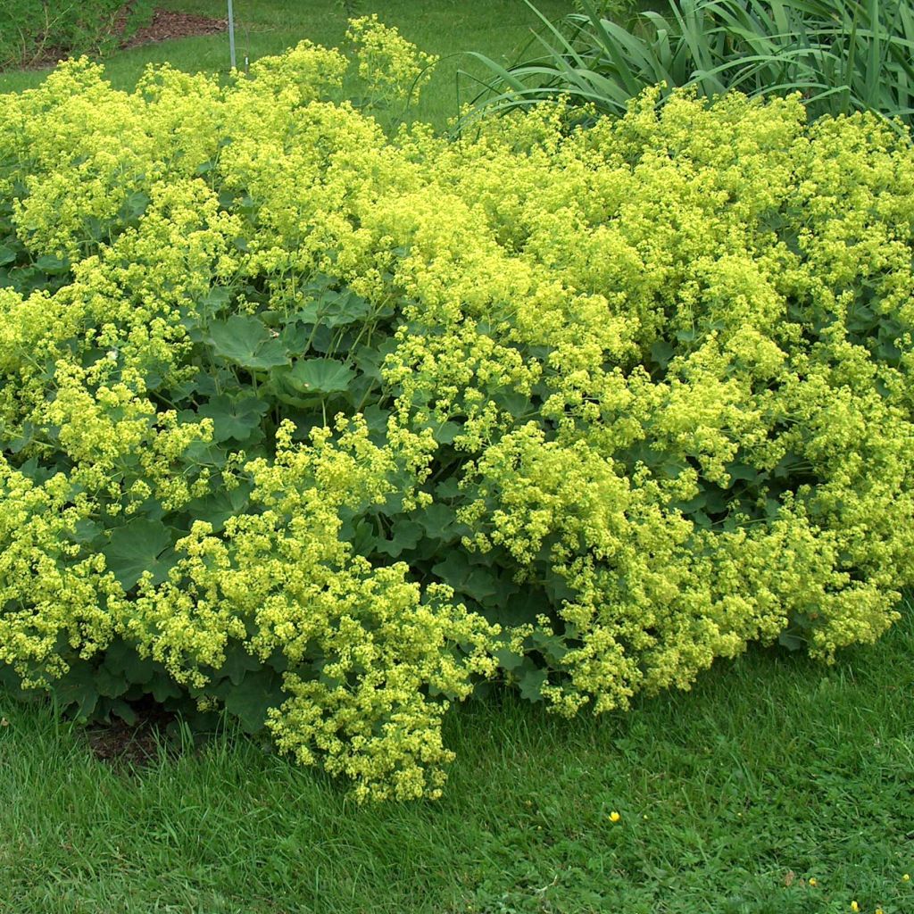 Alchemilla mollis - Vrouwenmantel