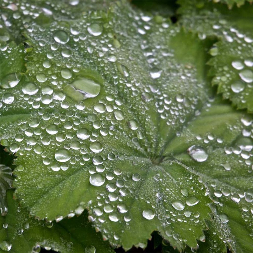 Alchemilla mollis - Vrouwenmantel