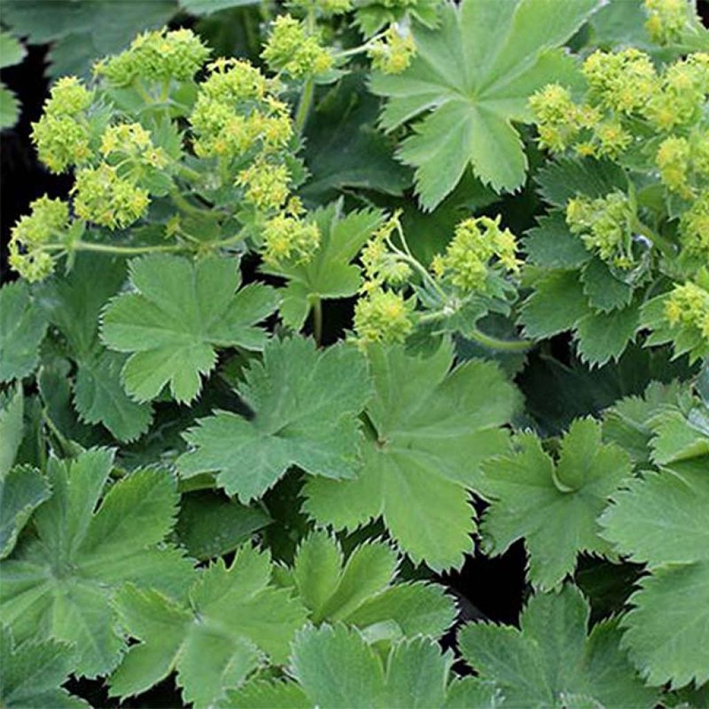 Alchemilla sericata Gold Strike - Vrouwenmantel