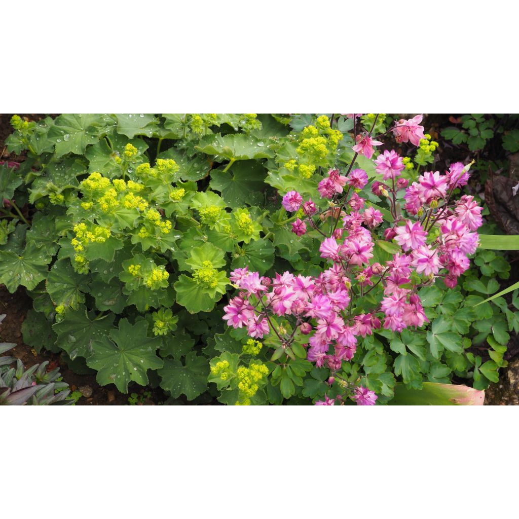 Alchemilla mollis - Vrouwenmantel