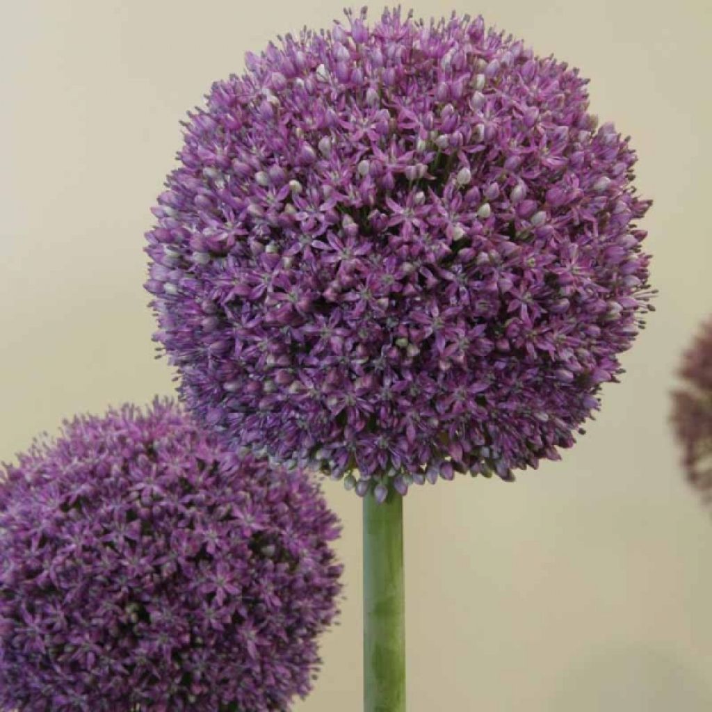 Allium Ambassador - Sierui
