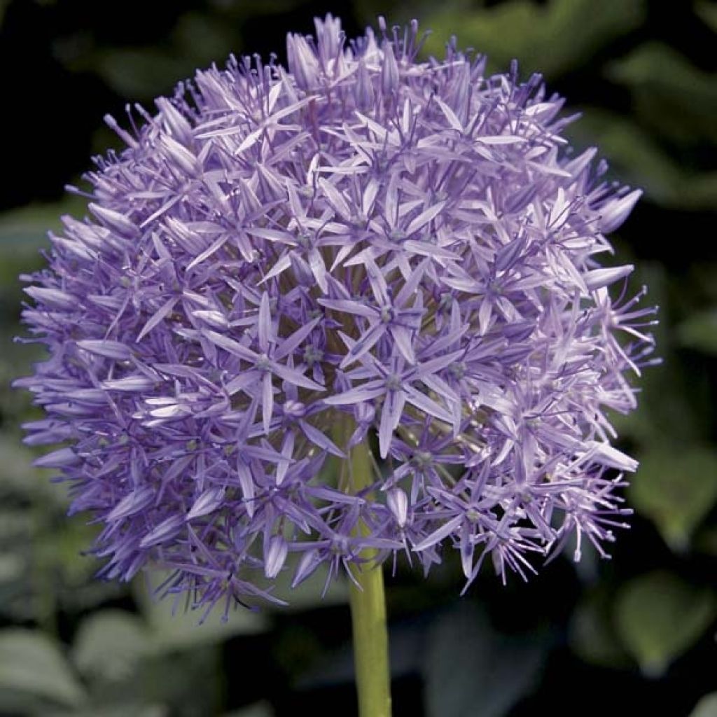 Allium Globemaster - Sierui
