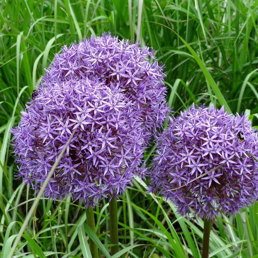 Allium Globemaster - Sierui