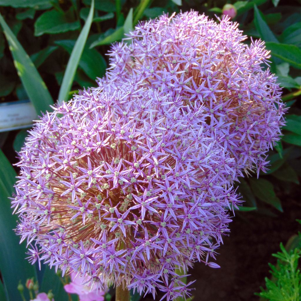 Allium Globemaster - Sierui