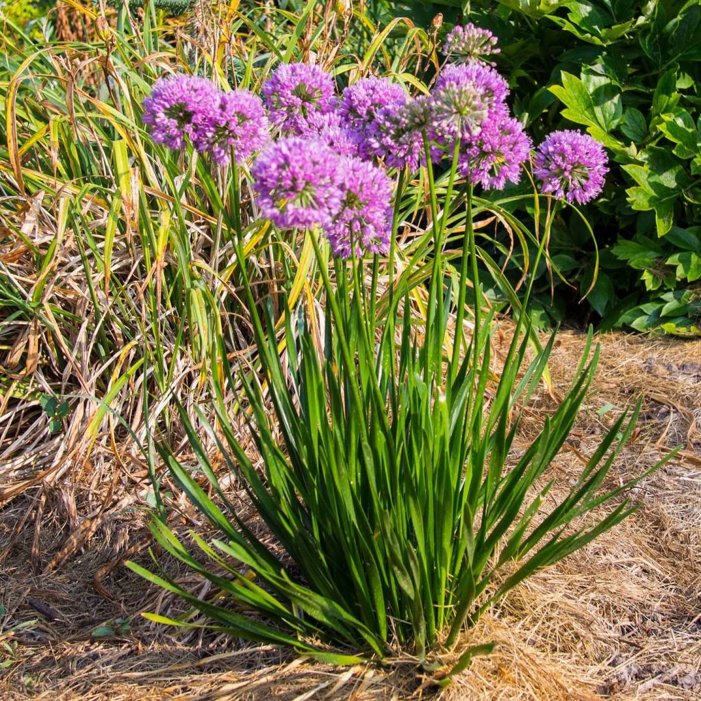 Allium Millenium - Sierui
