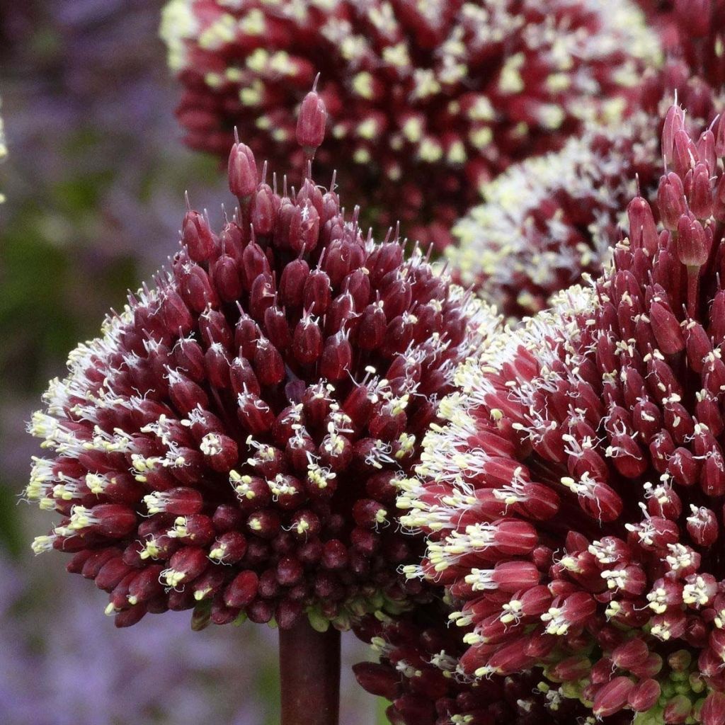 Allium amethystinum Red Mohican - Sierui