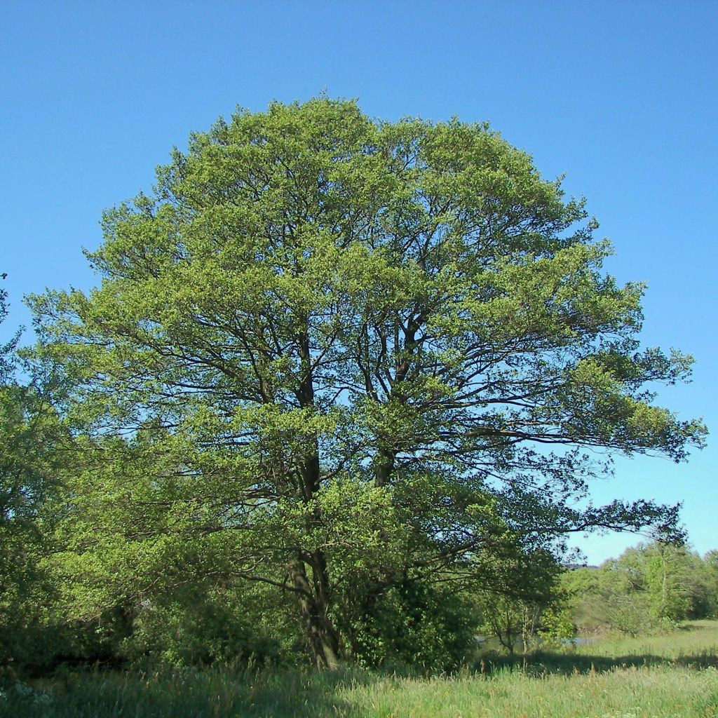 Alnus glutinosa - Zwarte els