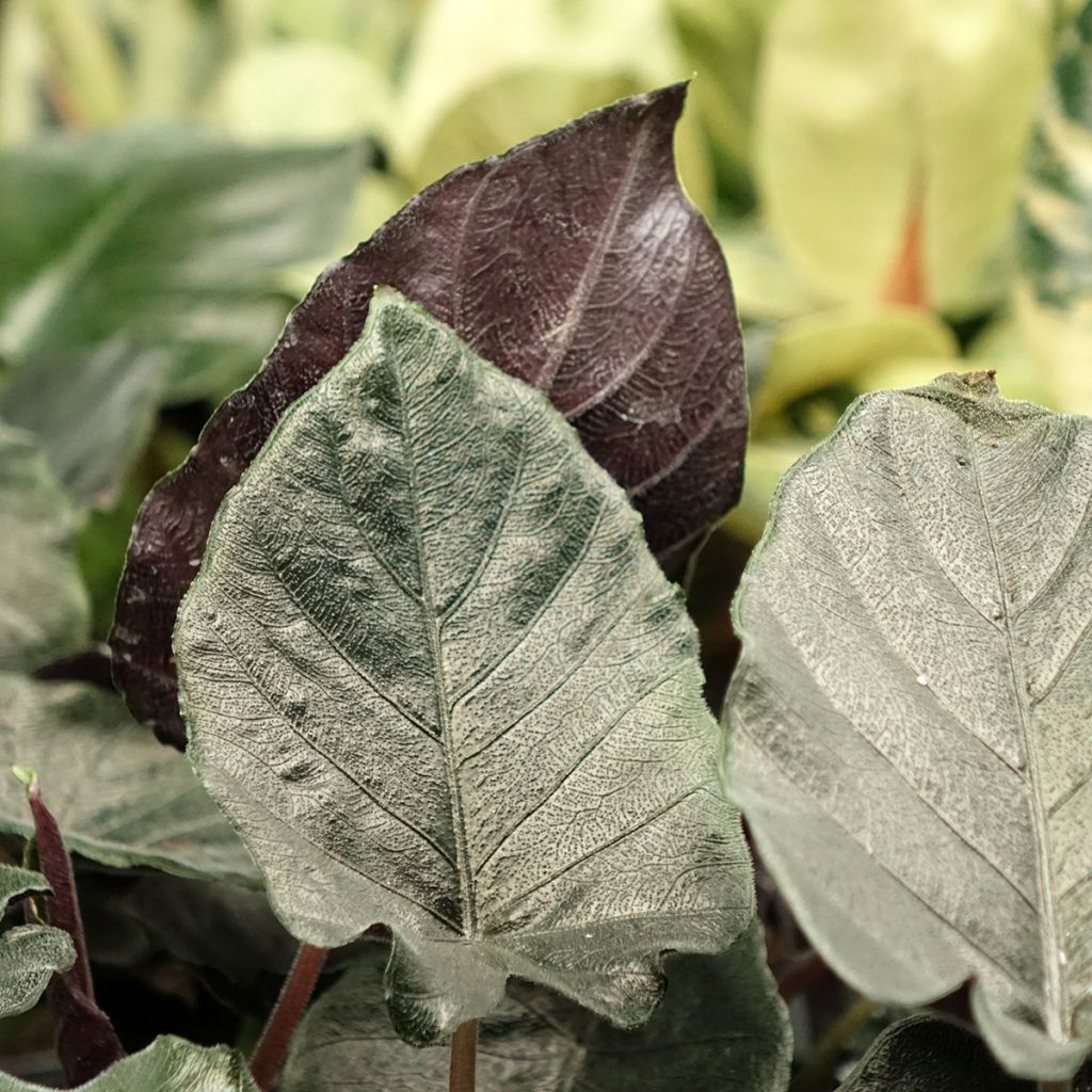 Alocasia Antoro Velvet - Olifantsoor