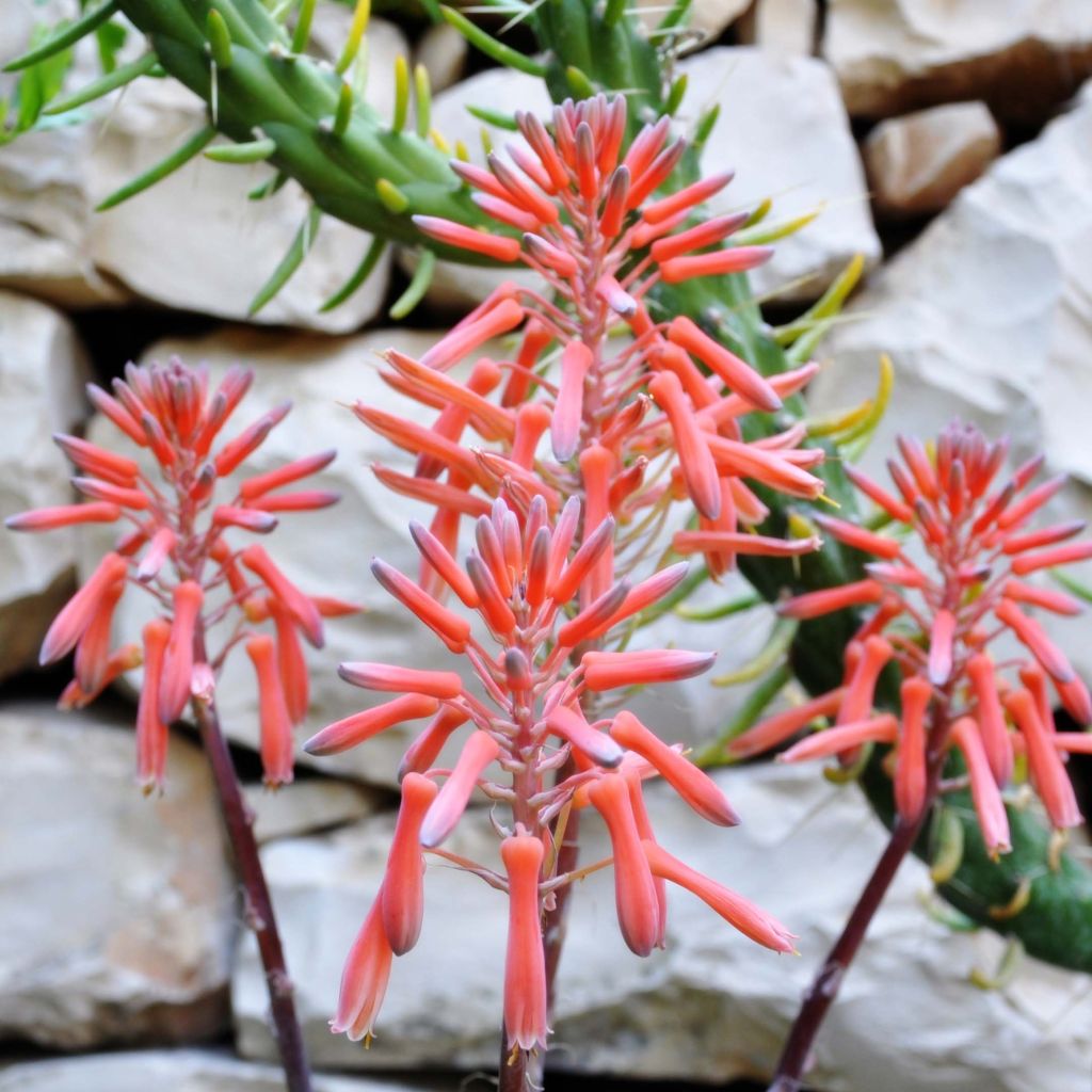Aloe aristata - Aloë