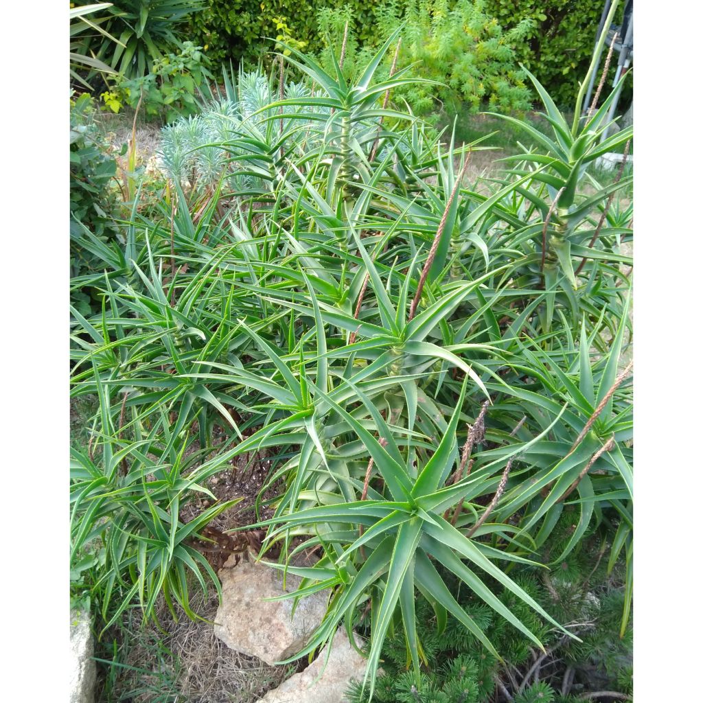 Aloe striatula - Boomaloë