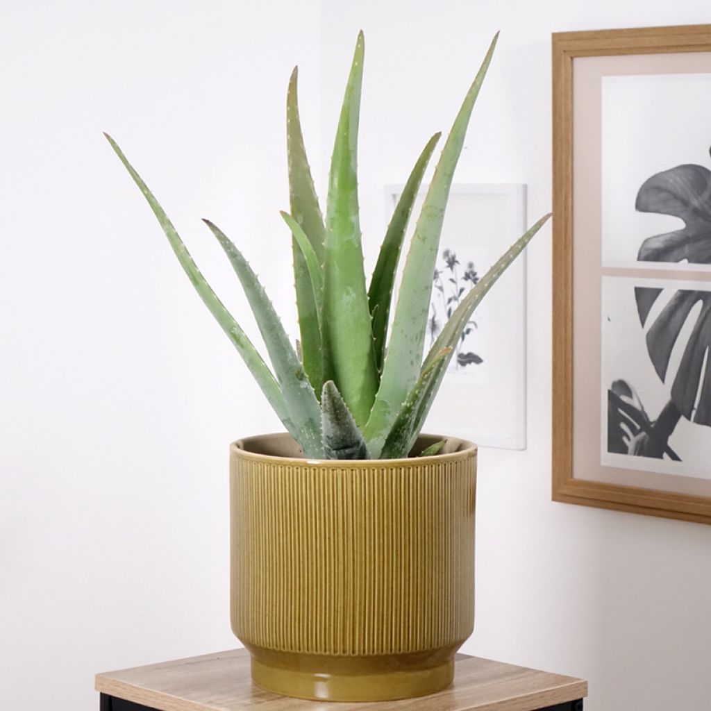 Aloë vera - Aloë vera