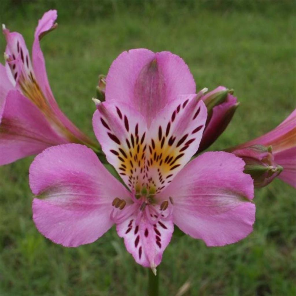 Alstroemeria Duc d'Anjou Charles - Incalelie