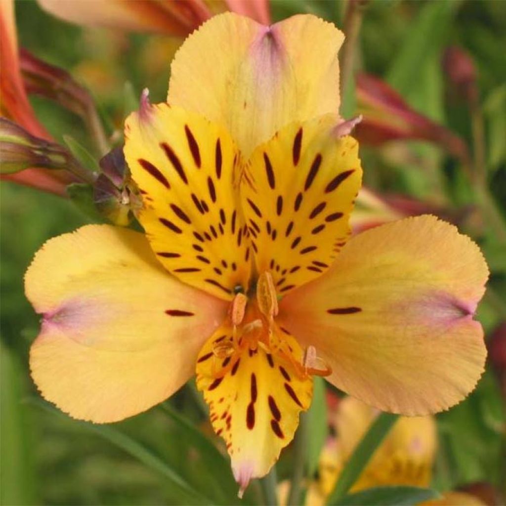 Alstroemeria Duc d'Anjou Nicolas - Incalelie