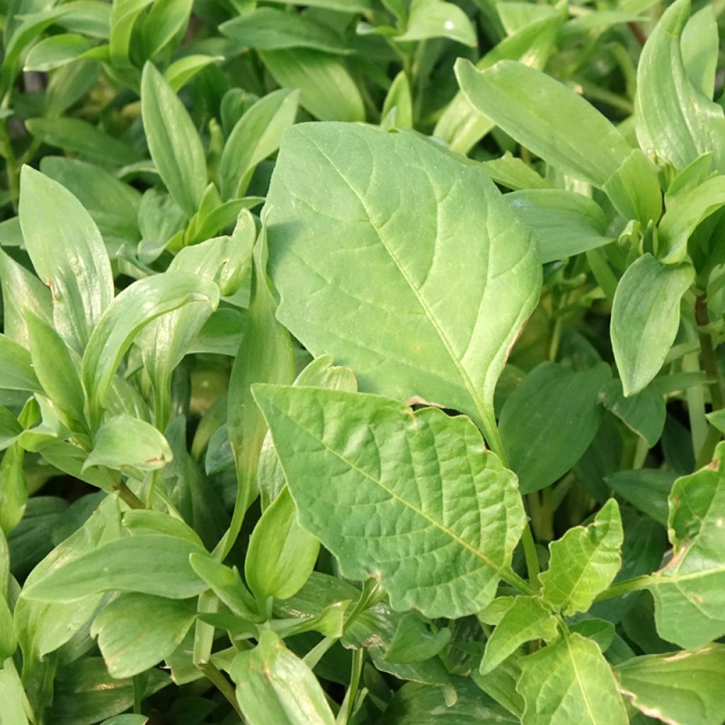 Alstroemeria Duc d'Anjou Nicolas - Incalelie