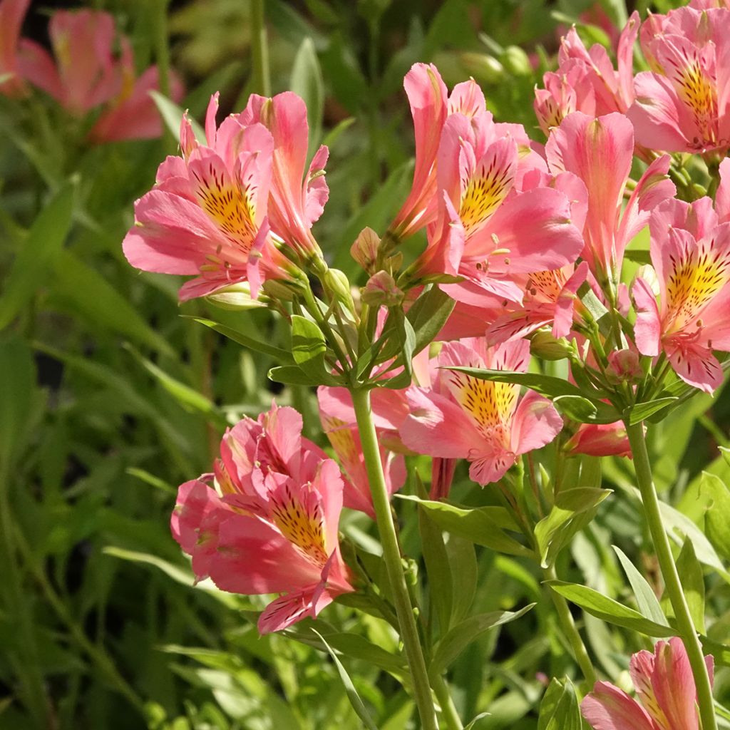 Alstroemeria Duc d'Anjou Pierre - Incalelie